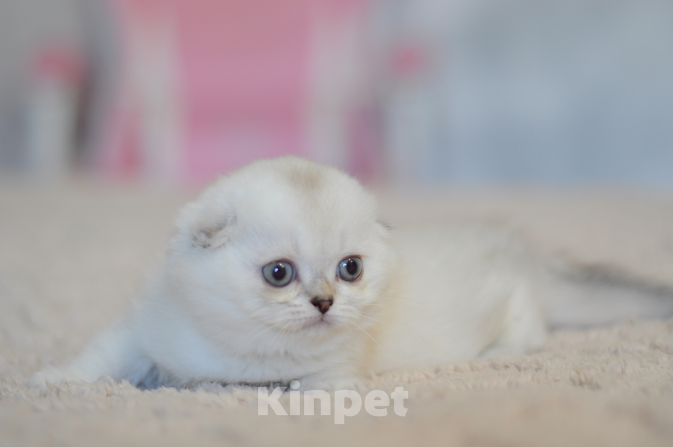 Кошки в Бахчисарае: Шотландский вислоухий котенок Девочка, 55 000 руб. - фото 4