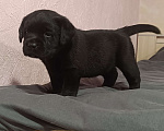 Собаки в Москве: Щенки лабрадора Девочка, 120 000 руб. - фото 2