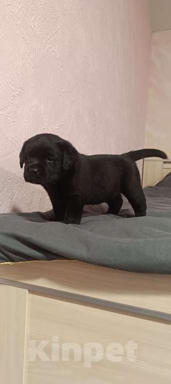 Собаки в Москве: Щенки лабрадора Девочка, 120 000 руб. - фото 2