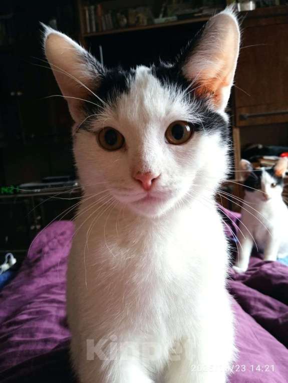 Кошки в Санкт-Петербурге: Котенок Мальчик, Бесплатно - фото 1