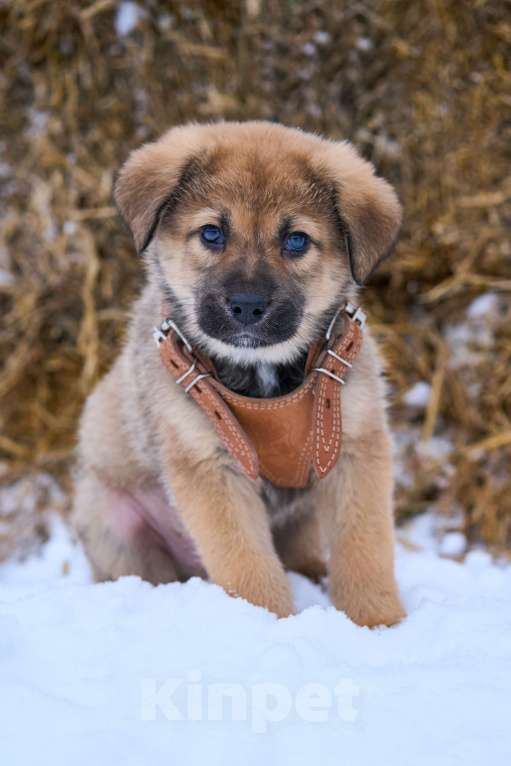 Собаки в Москве: щенок Лева в добрые руки Мальчик, Бесплатно - фото 2