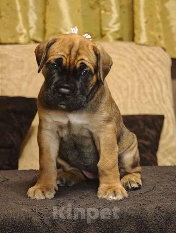 Собаки в Дедовске: Шикарные щенки от породных производителей, проверяных по потомству Девочка, 150 000 руб. - фото 4