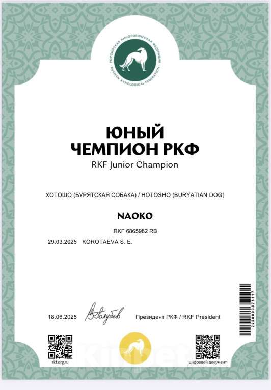 Собаки в Екатеринбурге: Бурятская собака Хотошо щенки Мальчик, 60 000 руб. - фото 10