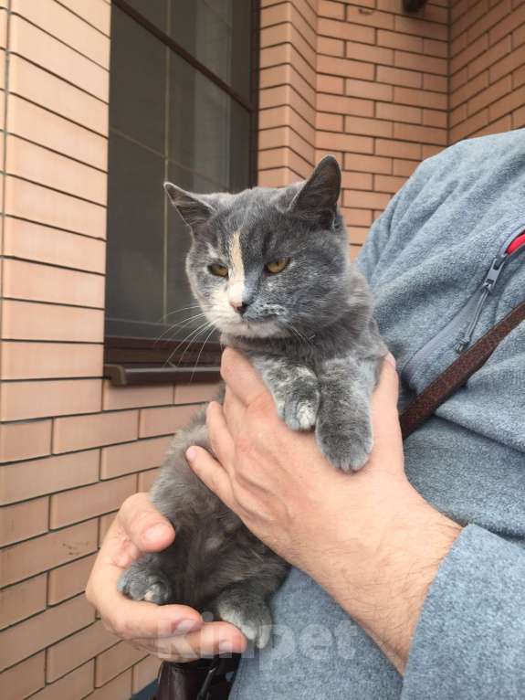 Кошки в Краснодаре: Кошечка в добрые руки Девочка, Бесплатно - фото 1