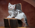 Кошки в Барнауле: Котик-страйт Василь💚 Мальчик, Бесплатно - фото 7