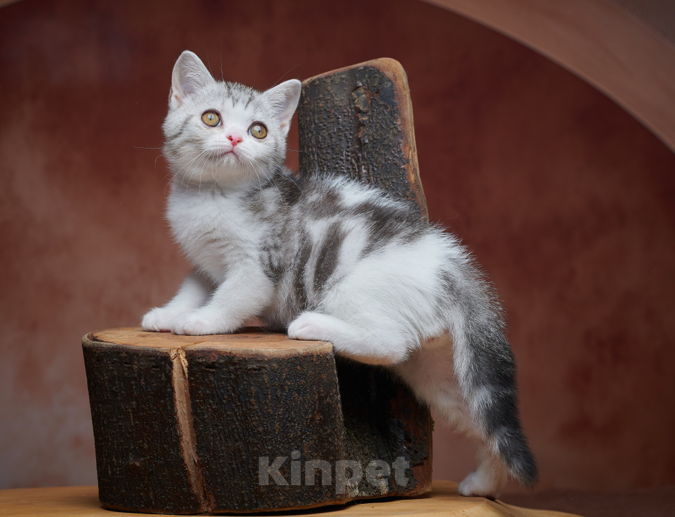 Кошки в Барнауле: Котик-страйт Василь💚 Мальчик, Бесплатно - фото 7