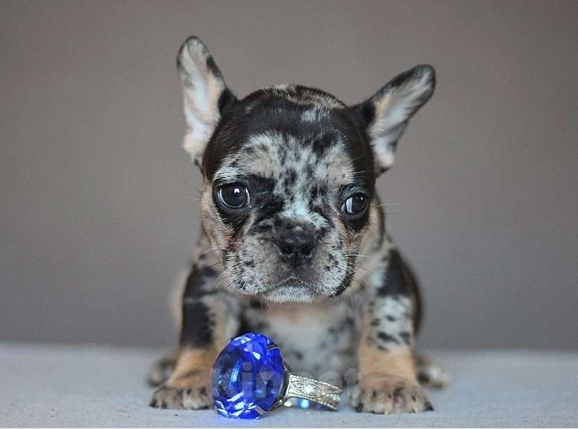 Собаки в Перми: Щенок французского бульдога Мальчик, 60 000 руб. - фото 3