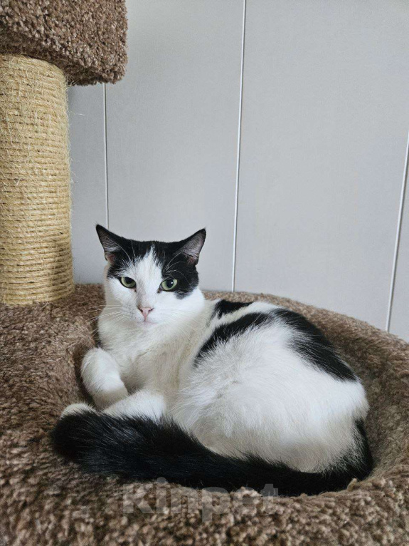 Кошки в Санкт-Петербурге: Красавчик Рэй Мальчик, Бесплатно - фото 1