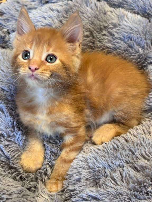 Кошки в Санкт-Петербурге: котенок мейн-кун# Мальчик, 50 000 руб. - фото 5