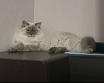Кошки в Москве: Сибирский (Невский Маскарадный)  котенок) Мальчик, 100 000 руб. - фото 2
