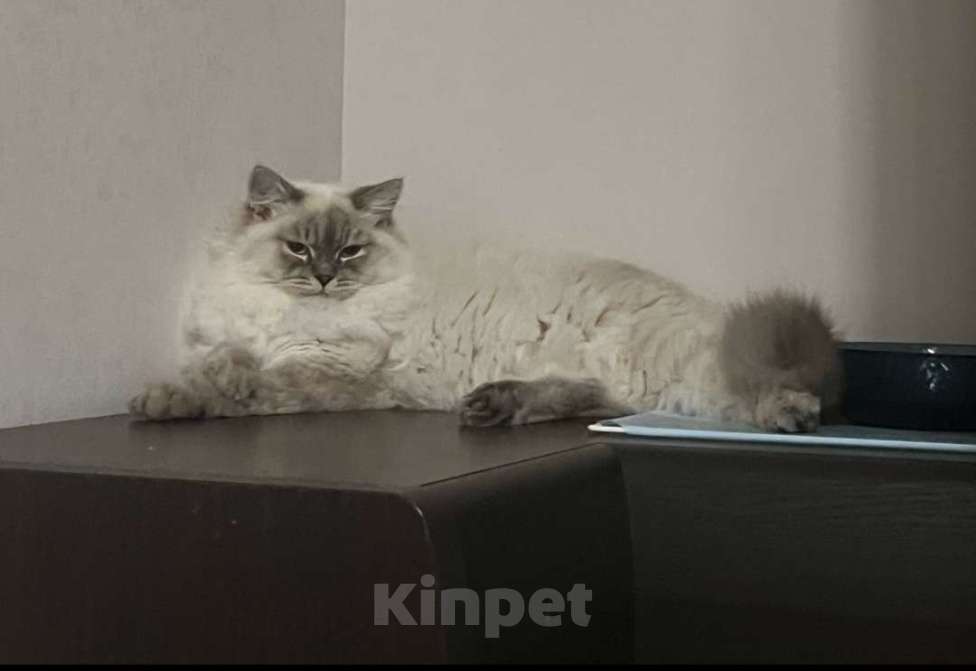 Кошки в Москве: Сибирский (Невский Маскарадный)  котенок) Мальчик, 100 000 руб. - фото 2