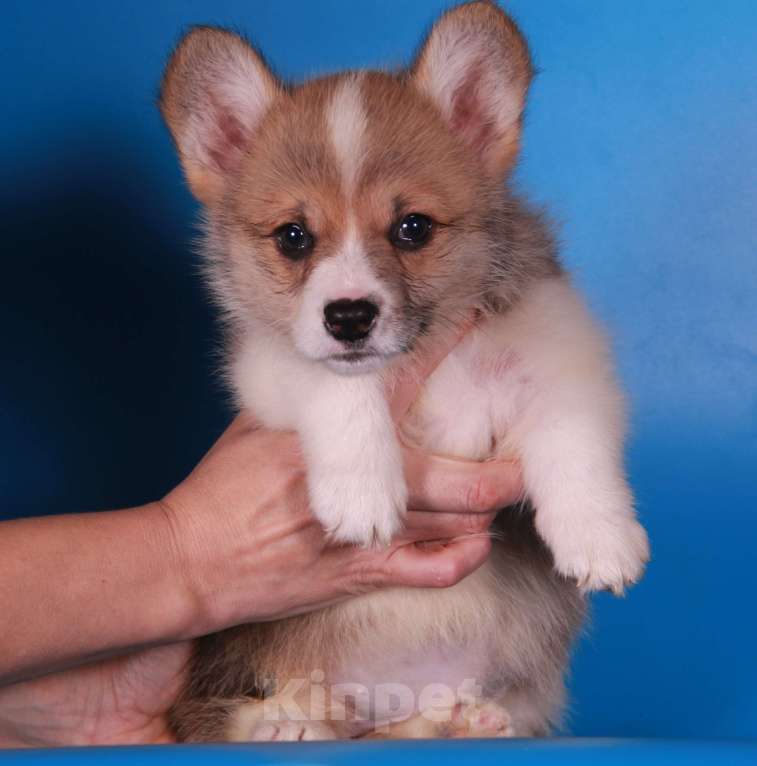 Собаки в Москве: вельш корги пемброк Девочка, 80 000 руб. - фото 2