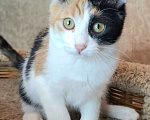 Кошки в Москве: Яркий котёнок в добрые руки  Девочка, Бесплатно - фото 3