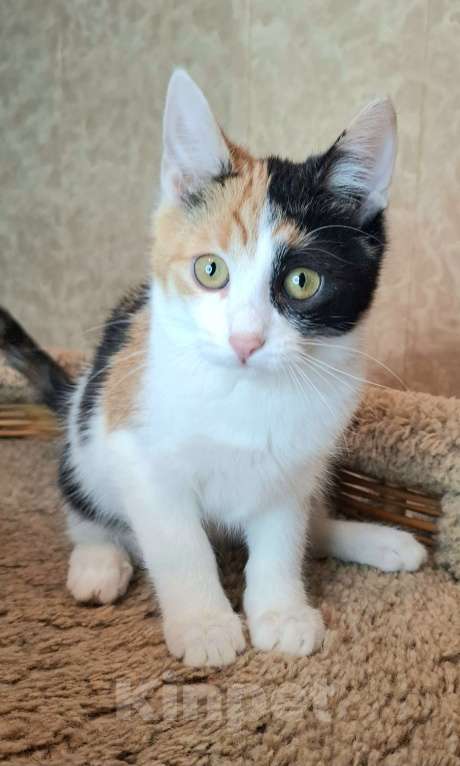 Кошки в Москве: Яркий котёнок в добрые руки  Девочка, Бесплатно - фото 3