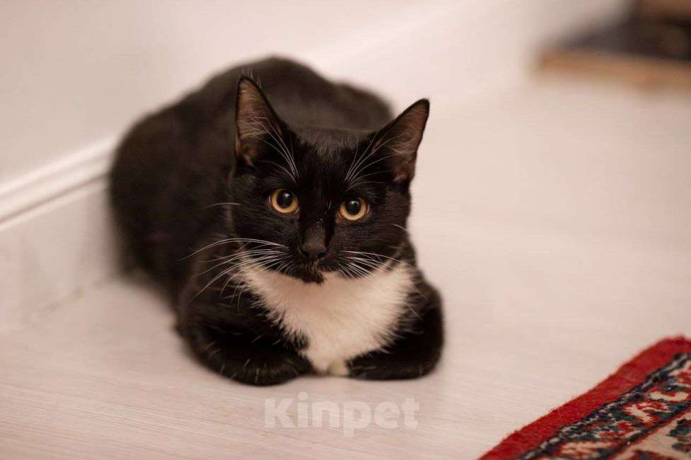 Кошки в Москве: Ксантиппа ищет своих людей Девочка, Бесплатно - фото 3