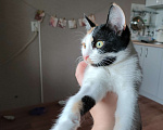 Кошки в Челябинске: Кошечка 6 месецев Девочка, Бесплатно - фото 1