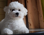 Собаки в Москве: Щенки Бишон фризе Мальчик, 45 000 руб. - фото 1