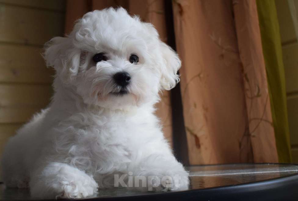 Собаки в Москве: Щенки Бишон фризе Мальчик, 45 000 руб. - фото 1