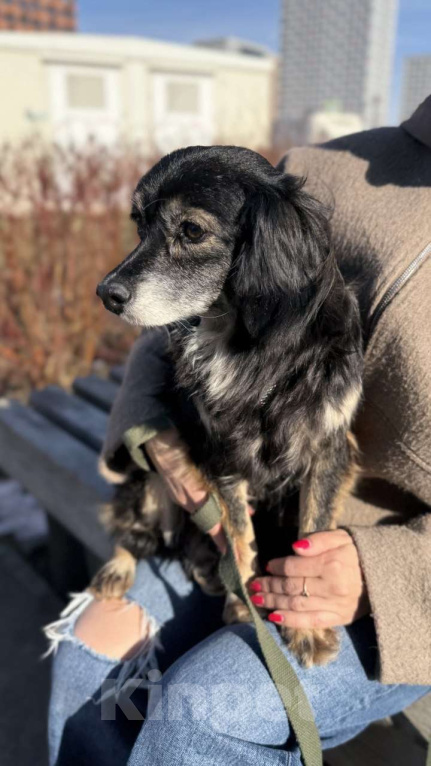 Собаки в Одинцово: Красотка Дейзи в поисках Ма и Па  Девочка, 100 руб. - фото 5