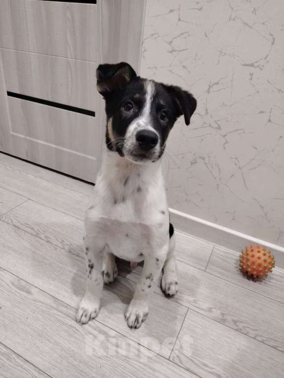 Собаки в Москве: Спайк якутенок Мальчик, Бесплатно - фото 3