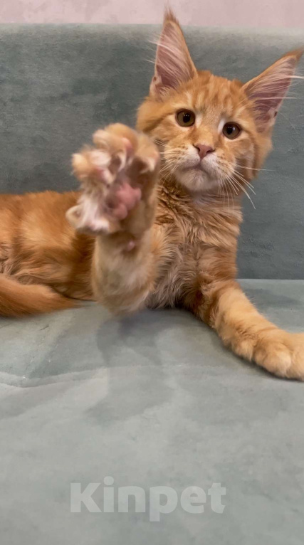 Кошки в Иркутске: Котенок мейн-кун Мальчик, 30 000 руб. - фото 2