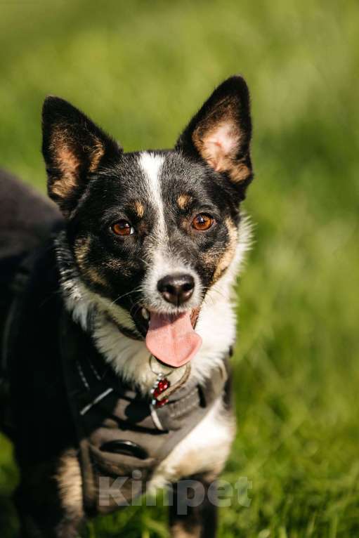 Собаки в Москве: Очаровательная маленькая собачка Налла в дар Девочка, 1 руб. - фото 6