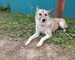 Собаки в Нефтеюганске: Срочно нужен дом Мальчик, Бесплатно - фото 5