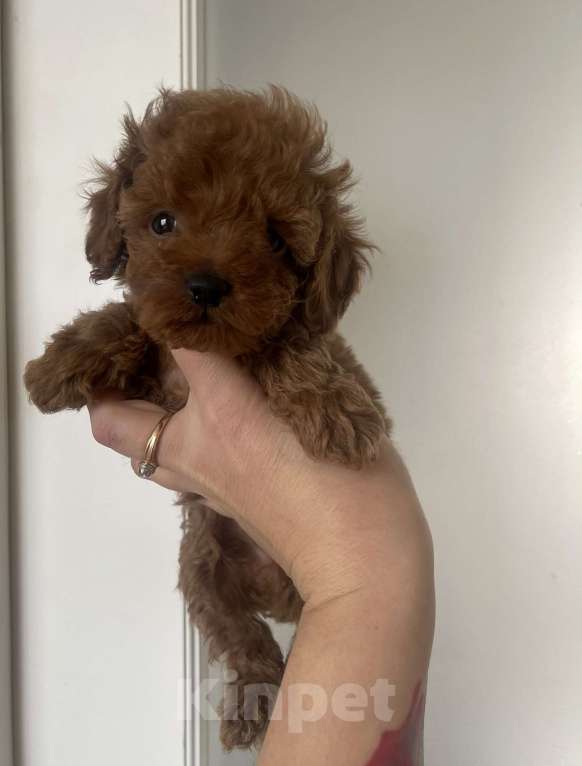 Собаки в Ижевске: Той пудель Тедди  Мальчик, 95 000 руб. - фото 2