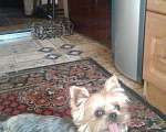 Собаки в Краснодаре: Йоркширский терьер.мини., 2 000 руб. - фото 2