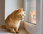Кошки в Рязани: Рыжая кошка в дар, Бесплатно - фото 7
