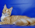 Кошки в Усинске: Яркие красотки девочки Мейн Кун Девочка, 22 000 руб. - фото 4