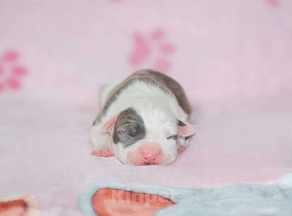 Собаки в Москве: Мальчики голубого с белым окраса Мальчик, 100 000 руб. - фото 6