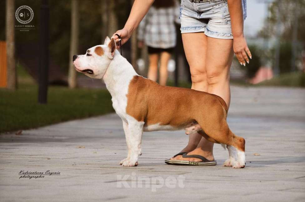 Собаки в Новочеркасске: Вязка Мальчик, Бесплатно - фото 2