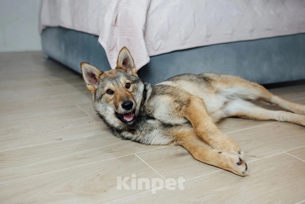 Собаки в Перми: Метис западно сибирской лайки Девочка, Бесплатно - фото 6