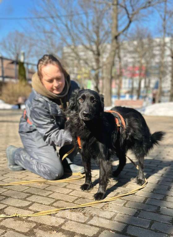 Собаки в Москве: Роскошная Шерон ищет дом Девочка, Бесплатно - фото 4