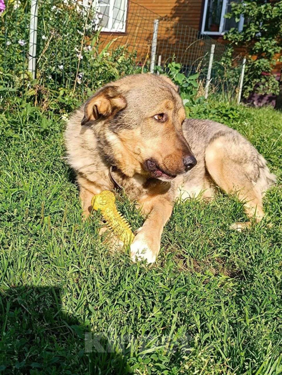 Собаки в Москве: Барни ищет семью,2 года,Привит Мальчик, Бесплатно - фото 4