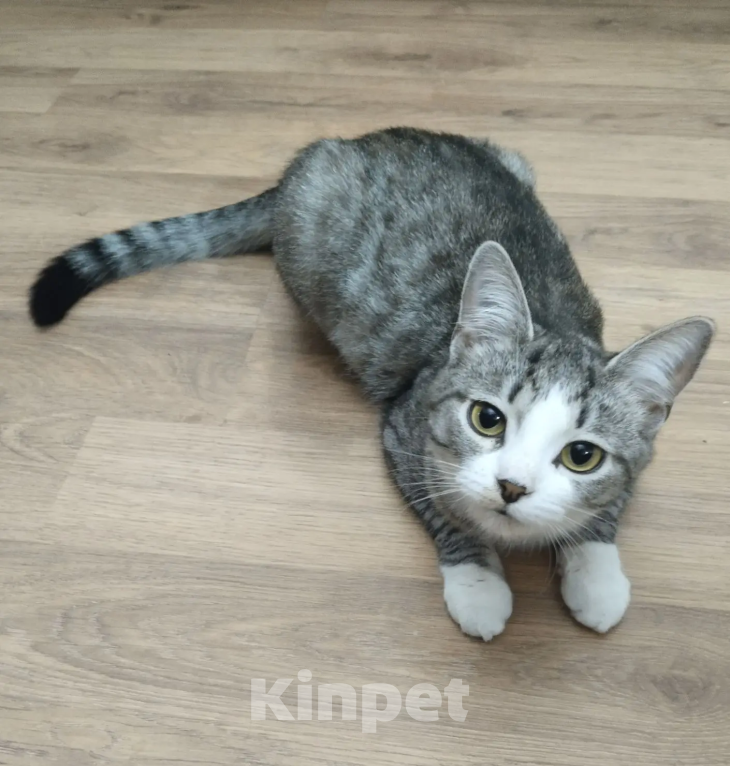 Кошки в Москве: Ласковая кошечка в добрые руки Девочка, Бесплатно - фото 4