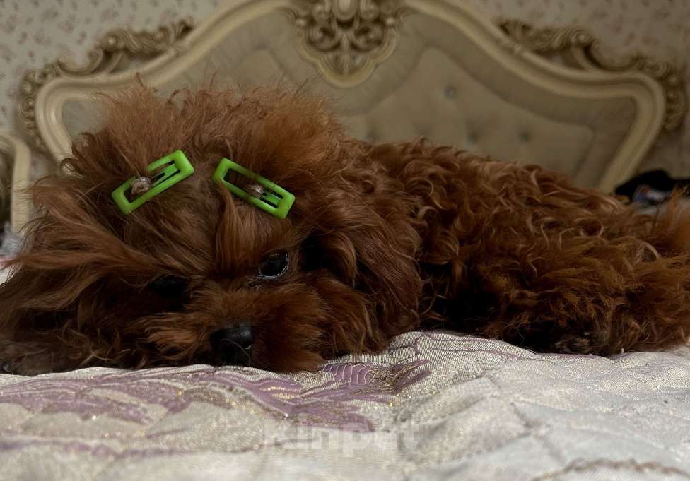Собаки в Ижевске: Тедди пудель тикап 16см  Мальчик, 20 000 руб. - фото 5