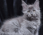 Кошки в Видном: Шикарный мейн-кун  Девочка, 80 000 руб. - фото 10