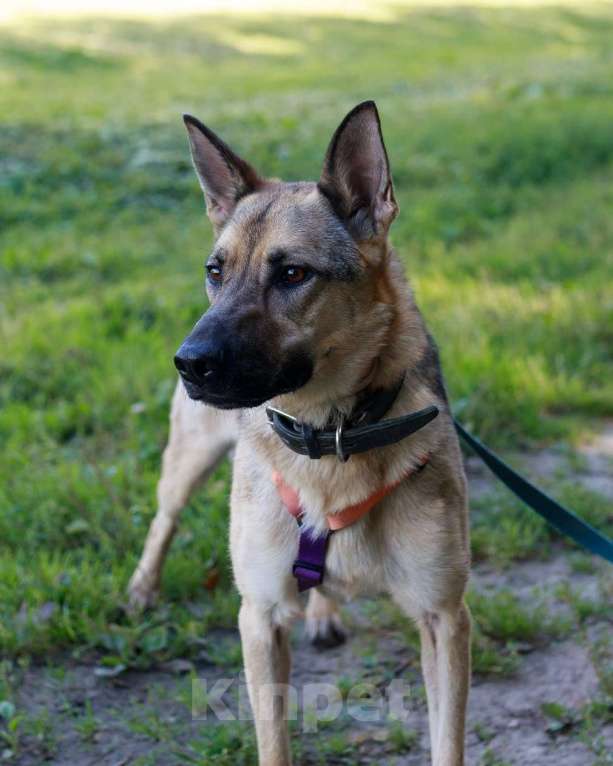 Собаки в Москве: Мила самая милая и добрая собака ищет дом! Девочка, Бесплатно - фото 6