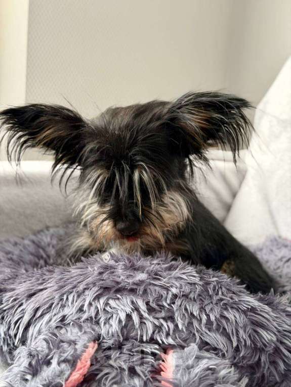 Собаки в Рузе: Эля в добрые руки Девочка, Бесплатно - фото 8