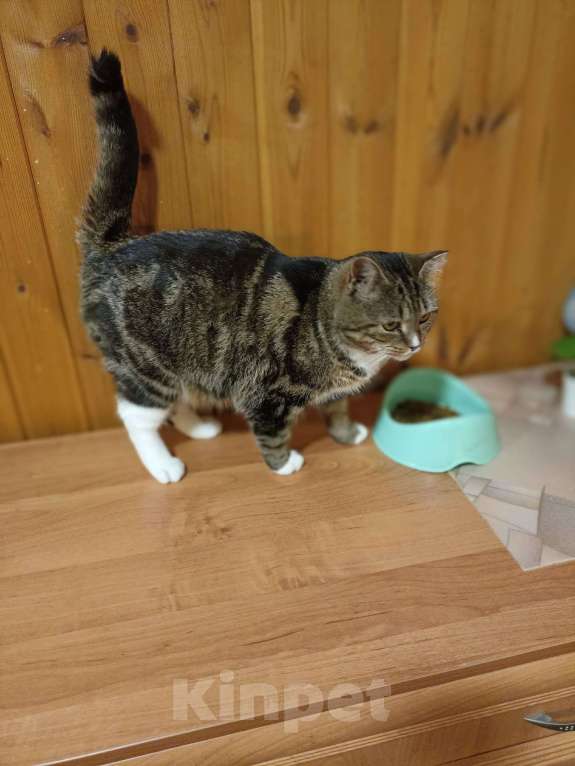 Кошки в Кудрово: Уютная Ариша - это самая комфортная кошечка для семьи Девочка, Бесплатно - фото 3