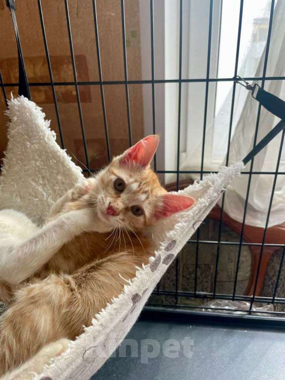 Кошки в Москве: Котенок Солнышко Мальчик, Бесплатно - фото 1