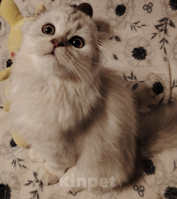 Кошки в Санкт-Петербурге: Шотландские длинношерстные вислоухие котята Разнополые, 17 000 руб. - фото 3