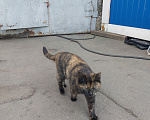Кошки в Москве: Пришла кошка Девочка, Бесплатно - фото 1