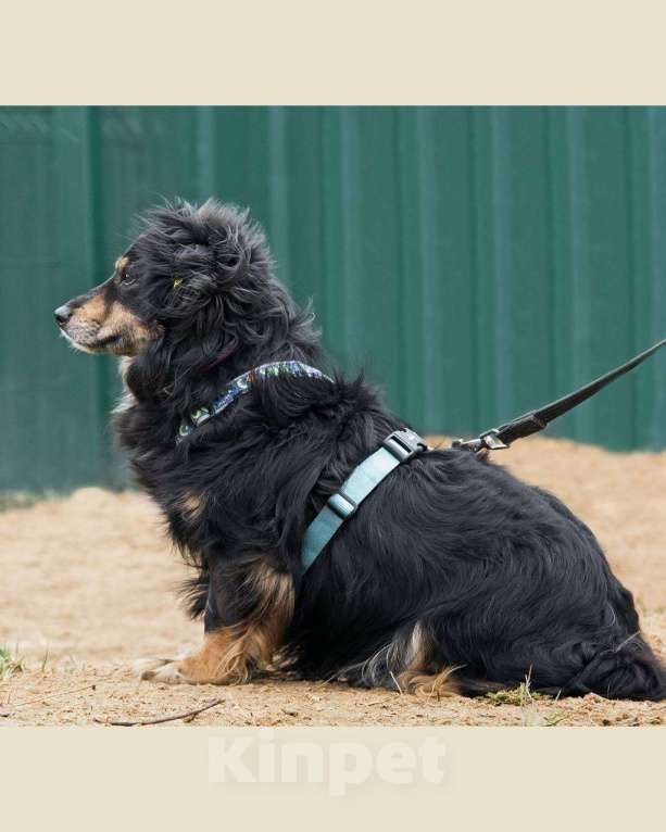 Собаки в других городах Московской области: Добрейший маленький Харви ищет дом Мальчик, Бесплатно - фото 6