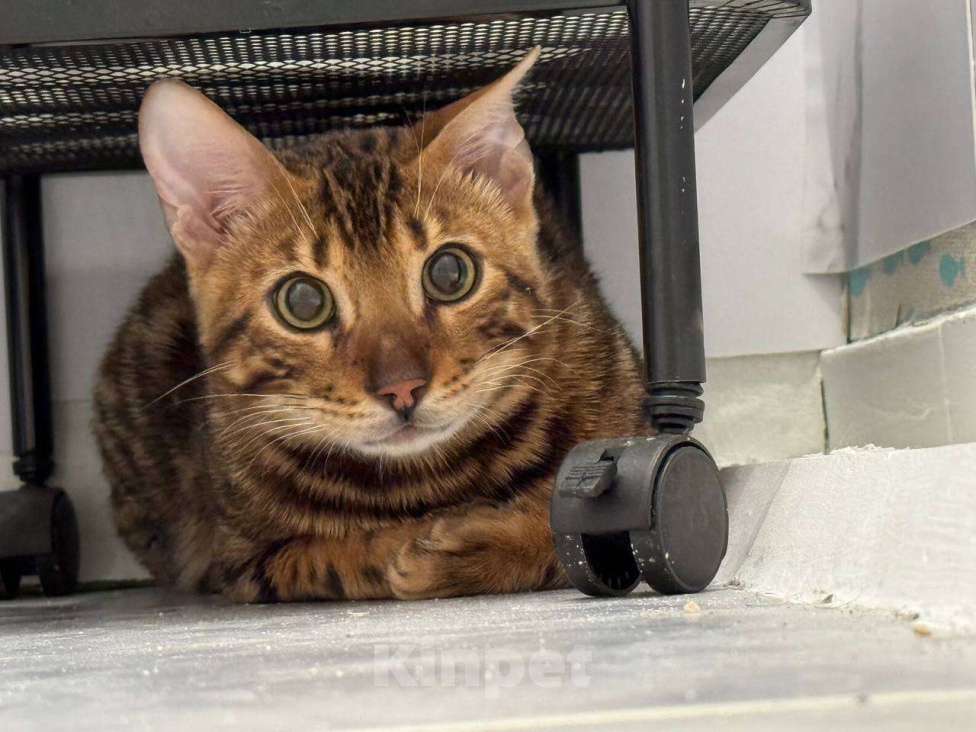 Кошки в Подольске: Бенгальский котенок Мальчик, 30 000 руб. - фото 1