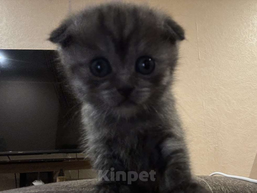 Кошки в Саратове: Шотландские котята Разнополые, 8 000 руб. - фото 2