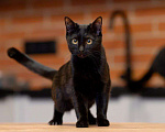 Кошки в Москве: Черная, как агат, Агата ищет семью Девочка, Бесплатно - фото 4