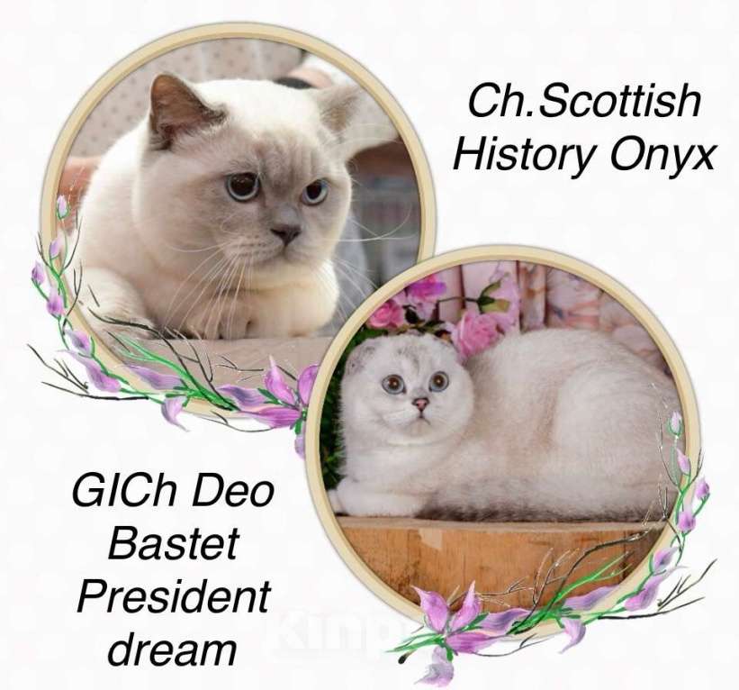 Кошки в Санкт-Петербурге: Шотландский котенок  Мальчик, 30 000 руб. - фото 4